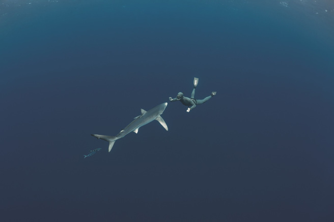 「牠们在我们身边待了三个小时」。图中为一名自由潜水员和一条蓝鲨的近距离接触。（图/ 好人出版提供）