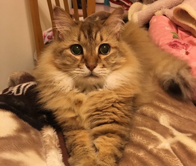 布布罹患肾臟病，导致口腔出现溃烂问题，但主人都以为是牙结石造成，直到爱猫离世那天，她才知道毛孩的病情。(图/布布姐姐提供)