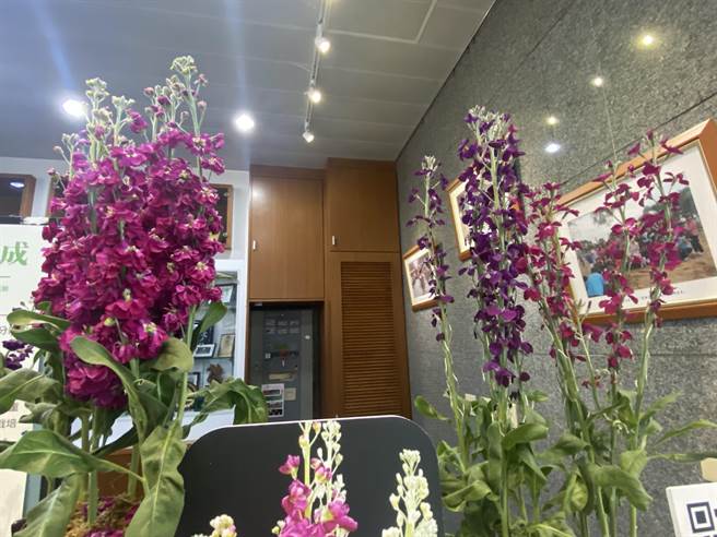 左为紫罗兰双瓣花，右为单瓣花。(曹婷婷摄)