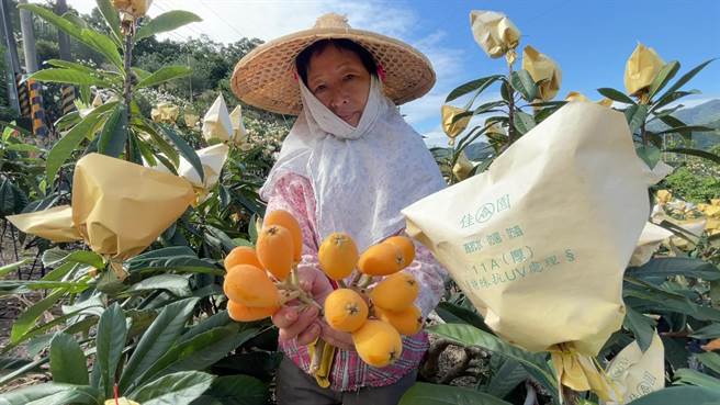 寒流影响台东初鹿枇杷产季延后。（蔡旻妤摄）