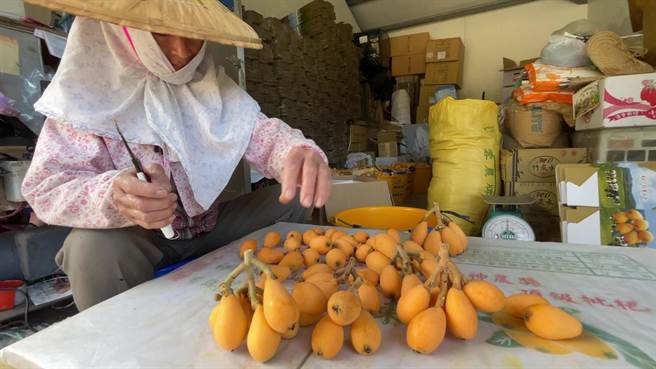 寒流影响台东初鹿枇杷产季延后。（蔡旻妤摄）