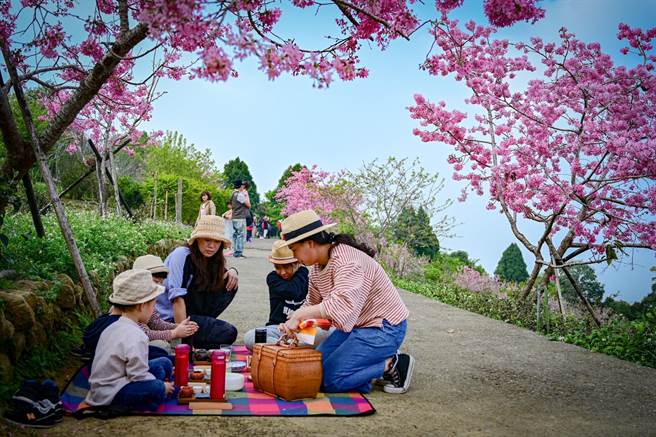 台大凤凰茶园228连假期间推出樱花茶会及擂茶体验，带游客品茶、了解在地文化。（森林邦提供／杨静茹南投传真）
