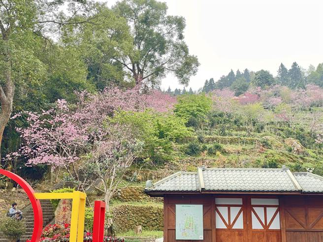 台大凤凰茶园最知名的333阶石梯步道两侧的河津樱绽放，变成粉红色的樱花隧道。（森林邦提供／杨静茹南投传真）