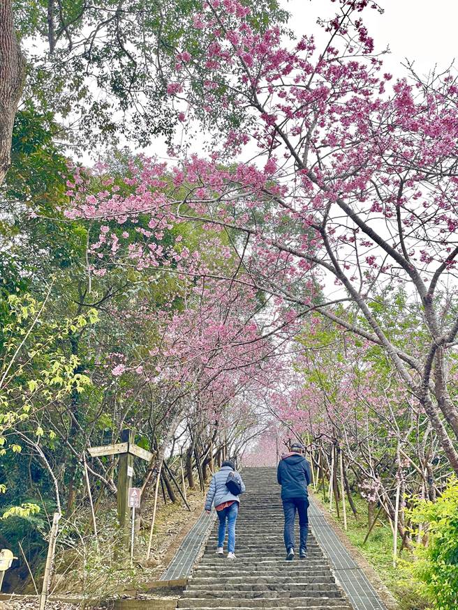 3石梯步道两侧的河津樱绽放，变成粉红色的樱花隧道，目前花况4成，预估228连假满开。（森林邦提供／杨静茹南投传真）