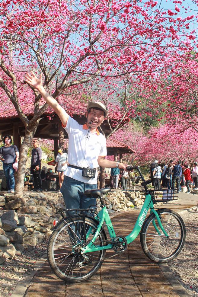 自行车领骑带游客走访樱花秘境，参加学员看到炸开的桃红色樱花很惊艷。（日月潭风管处提供／杨静茹南投传真）