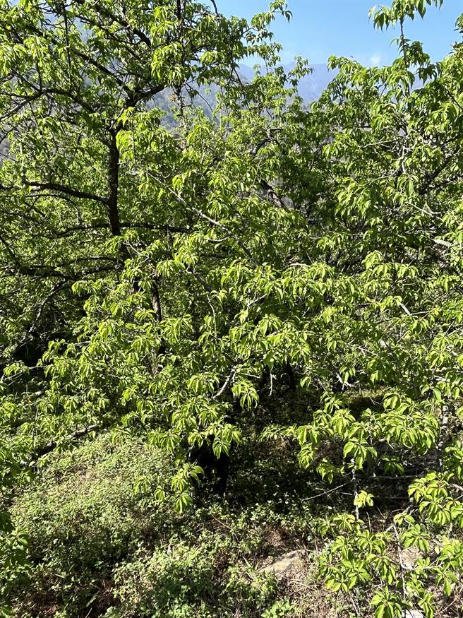 受到极端气候影响，高雄山区梅子今年产量比去年减少至少一半，梅农生计将受影响，希望农粮署及高雄市政府能够出手，以1公斤16元来协助农民收购。(林雅惠摄)