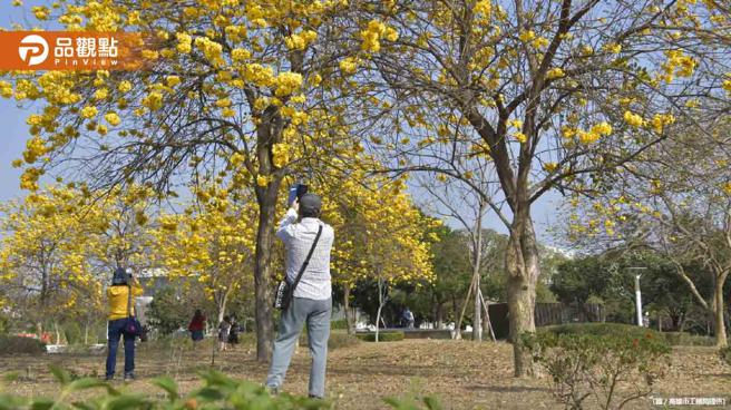 品观点｜高雄黄金风铃木盛开  金黄色花海吸民眾抢拍照(高雄市工务局提供)