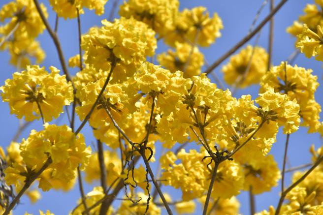 黄花风铃木花期可达2周，盛花时全株树木华美璀璨。(高雄市工务局提供)