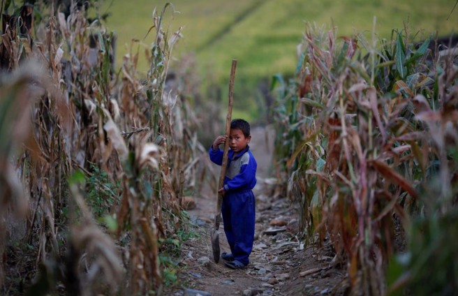 在北韩玉米田的孩童。北韩的照片相当少，此图摄于2011年。(图/路透社)