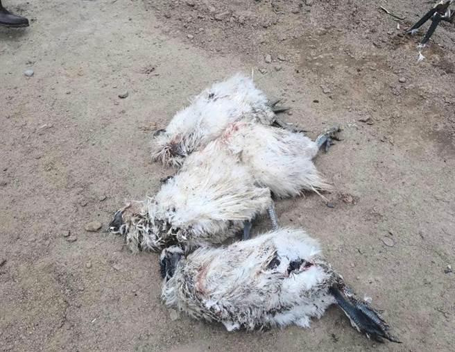 桃园观音一间种苗花圃业者，园内鸡舍疑遭野狗闯入攻击。（吴进昌提供／蔡明亘桃园传真）