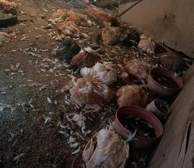 鸡尸散落满地。（吴进昌提供／蔡明亘桃园传真）