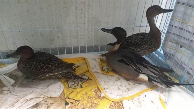 3只濒死尖尾鸭，在注射解毒剂后生命徵象稳定，待通过健康评估后择日野放，跟着同伴们一起北返。（吴佩蓉摄）