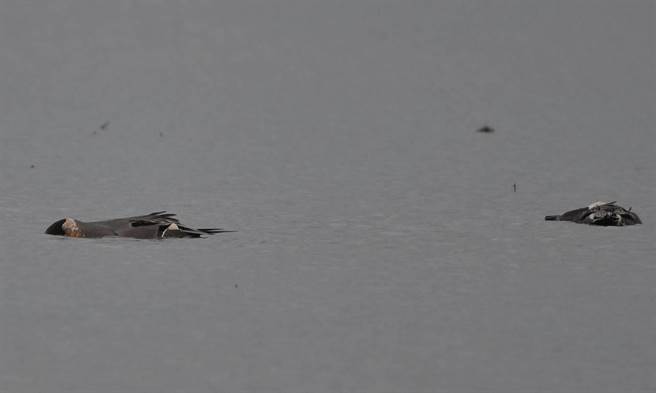 宜兰县壮围乡壮围国中后方未插秧的水稻田里，昨发现14只冬后鸟尖尾鸭暴毙。（吴杨钦提供／吴佩蓉宜兰传真）