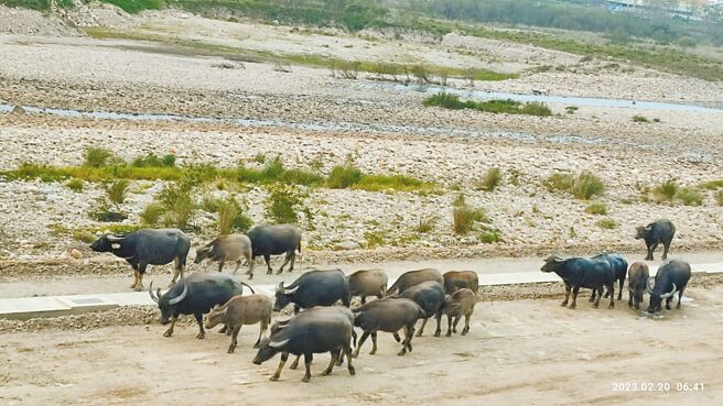 新北市土城、树林一带大汉溪河滨近期出现野牛群，民眾呼吁打造「类擎天岗」。高滩处表示，河滨公园范围大，遇大雨会淹水，难以定点控管，该想法恐无法实现。（民眾江金明提供／蔡雯如新北传真）