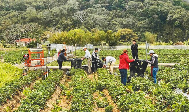 农粮署与环保署前年曾到大湖乡推广「农膜回收机」，但1台造价几10万元成本过高，又只能用来回收农地膜，使得农民兴致缺缺。（大湖乡农会提供／李京升苗栗传真）