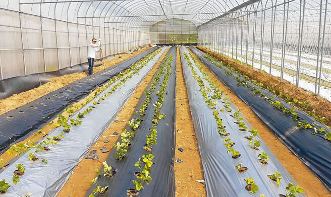 苗栗县盛产杭菊、草莓等各式蔬果，不过有许多农民使用农地膜来抑制杂草生长，但也衍生农业废弃物问题，各乡镇市公所面临找不到回收厂困境。（农委会提供／李京升苗栗传真）