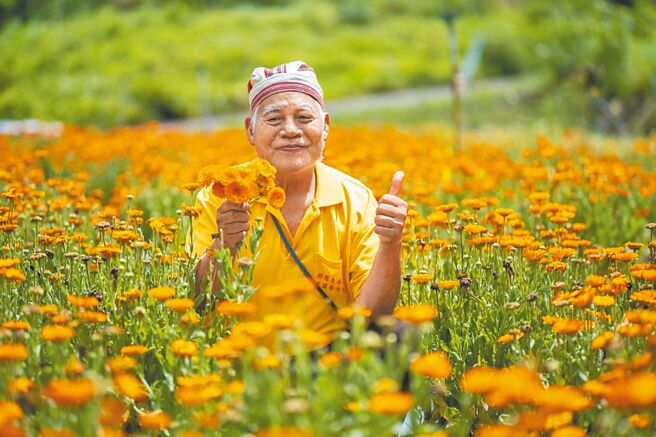 新竹縣那羅灣休閒農業區栽種金盞花面積約1.2公頃，目前已陸續開花，花期最晚直到5月中。（那羅灣休區提供／邱立雅竹縣傳真）