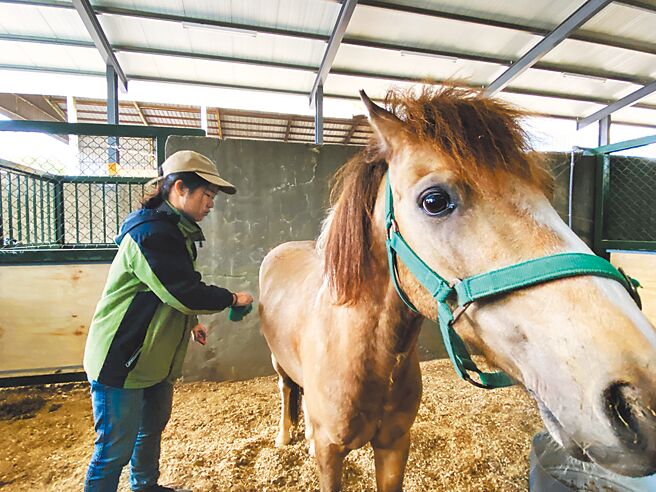 东海大学学生抢着报名参加马术社社团，在校内马厩学习帮忙喂马、刷毛，并熟悉马匹习性、个性。（张妍溱摄）