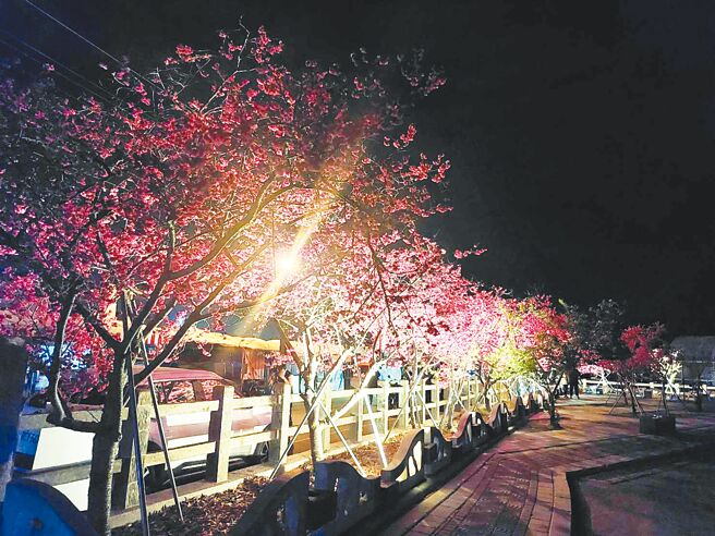 泰安派出所為增添賞櫻氛圍，特於每株櫻花樹底下裝設LED燈，並於夜間開燈投射，提供遊客不同的感受。（警方提供／陳世宗台中傳真）