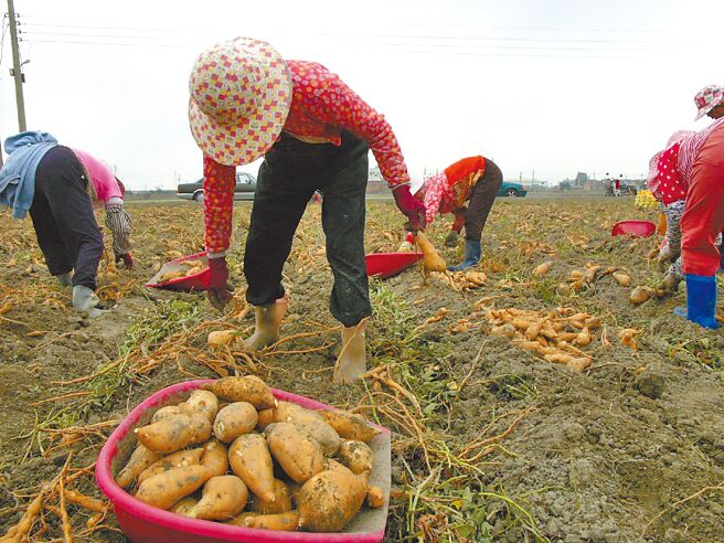云林县水林乡番薯种植面积达上千公顷，量多质优。（张朝欣摄）