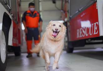 新北最萌消防犬Snow退役 即起開放民眾申請認養
