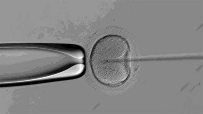 女性因阴道痉挛无法和另一半有正常性生活造成不孕，透过人工生殖：精、卵体外受精，也能拥有爱的结晶。（茂盛医院提供／冯惠宜台中传真）
