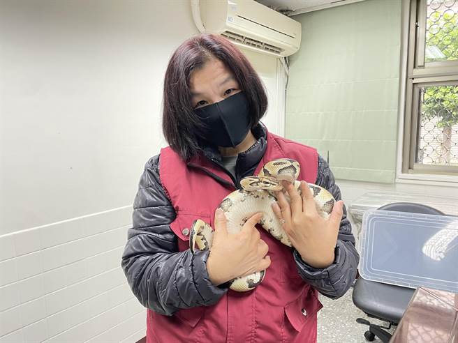 新北市最资深动保员陈美秀已有11年职涯歷练，捕蜂抓蛇作业2018年回归动保处后，她约捕获600只蛇。（蔡雯如摄）