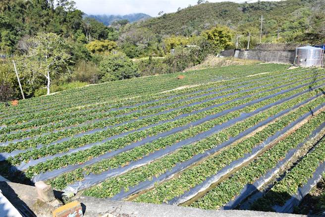 大湖乡大窝地区多数农田已改种草莓，仍须靠大窝溪水灌溉。（谢明俊摄）