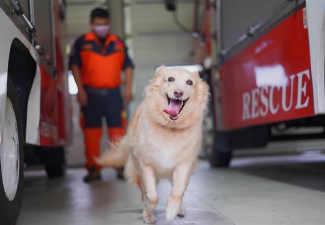 新北市最萌人氣王消防犬Snow將退役，即起開放民眾申請認養。（新北市消防局提供）