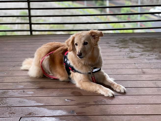 新北市最萌人氣王消防犬Snow將退役，即起開放民眾申請認養。（新北市消防局提供）