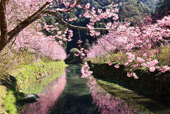 杉林溪樱花河岸，樱花在水面相映，仙气十足。（杉林溪提供／廖志晃南投传真）