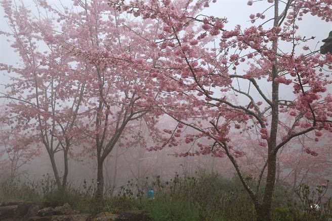 杉林溪樱花盛开，将延续到3月上旬。（杉林溪提供／廖志晃南投传真）