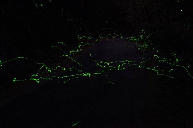 杉林溪復育冬季稀有的萤火虫「神木萤」。（杉林溪提供／廖志晃南投传真）