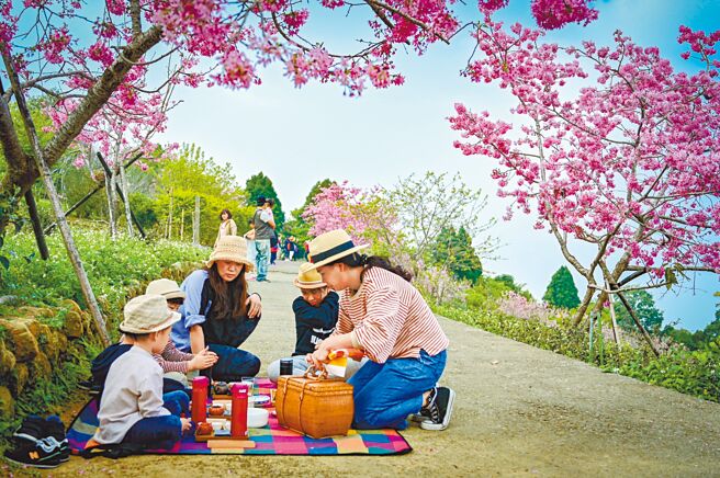 台大凤凰茶园228连假期间推出樱花茶会及擂茶体验，带游客品茶、了解在地文化。（森林邦提供／杨静茹南投传真）