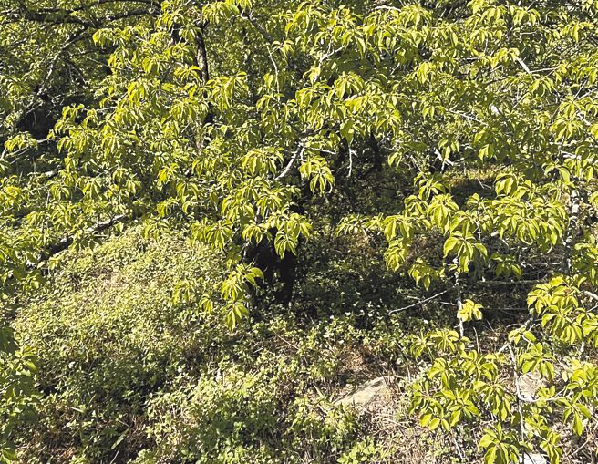 受到极端气候影响，高雄山区梅子今年产量较去年少一半，梅树上几乎看不见结果的梅子。（林雅惠摄）