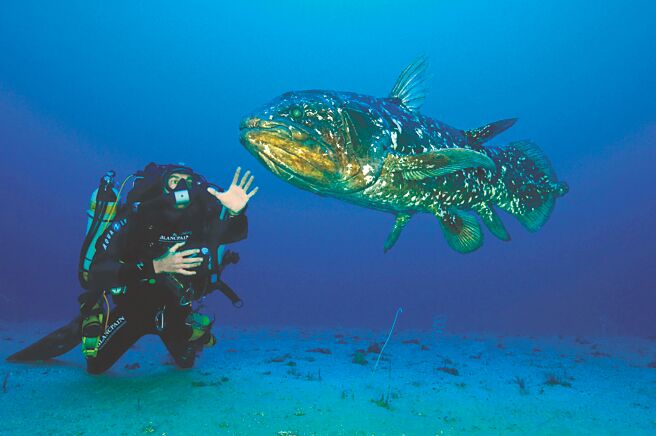 随着潜水科技进步，潜水时间延长至3小时，宝珀表研发可测量3 小时潜水时间的Tech Gombessa的潜水表。（Blancpain提供）