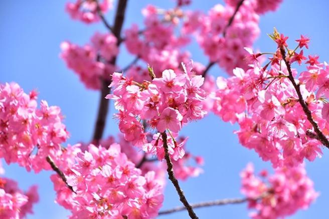 ▲「多摩绯樱」。　图：读卖乐园／来源
