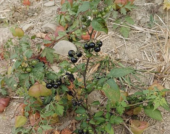 一名网友在路边看到一株杂草，立刻陷入回忆说，小时候常常摘下来当零食吃。（图／翻摄自爆废公社二馆）