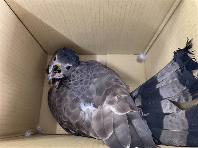 民眾林姓女子在大武鄉大竹村愛國蒲產業道路上發現受傷幼鳥，送至多良派出所安置。（大武警分局提供／蔡旻妤台東傳真）