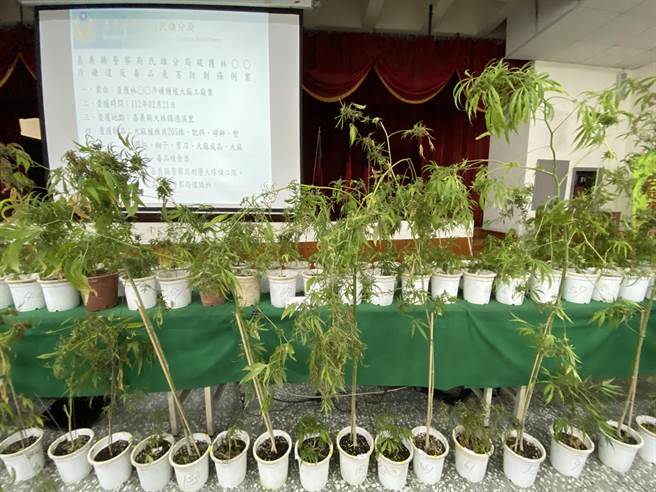嘉義縣民雄警分局查獲大批大麻植栽。（廖素慧攝）