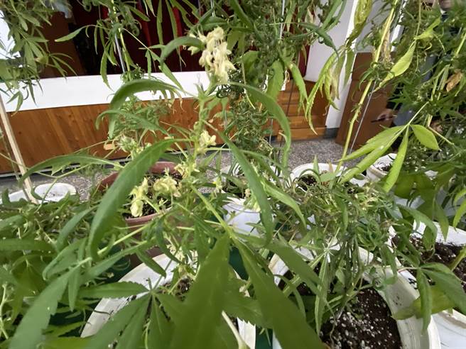 嘉義縣民雄警分局在林嫌蘭花園查獲大批大麻植栽，有的已開花。（廖素慧攝）