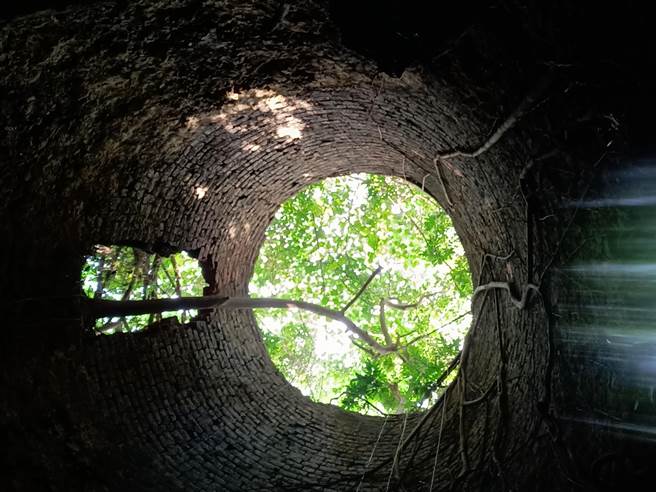 石灰窑荒废许久，被树木盘根错节。（林园爱乡协会理事长陈俊强提供／高雄洪靖宜传真）