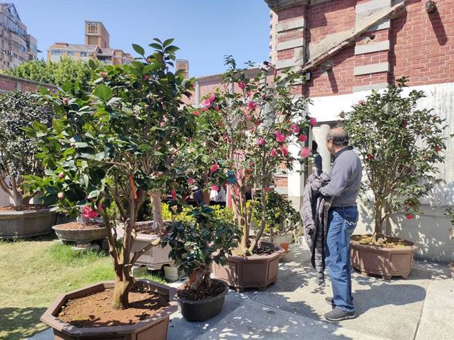 歷史建筑一德洋楼与拥有152年歷史、台湾十大民宅之首的台中市定古蹟摘星山庄连袂开展，自本月24日起至4月6日举办「百年茶花双园展」。（潘虹恩摄）