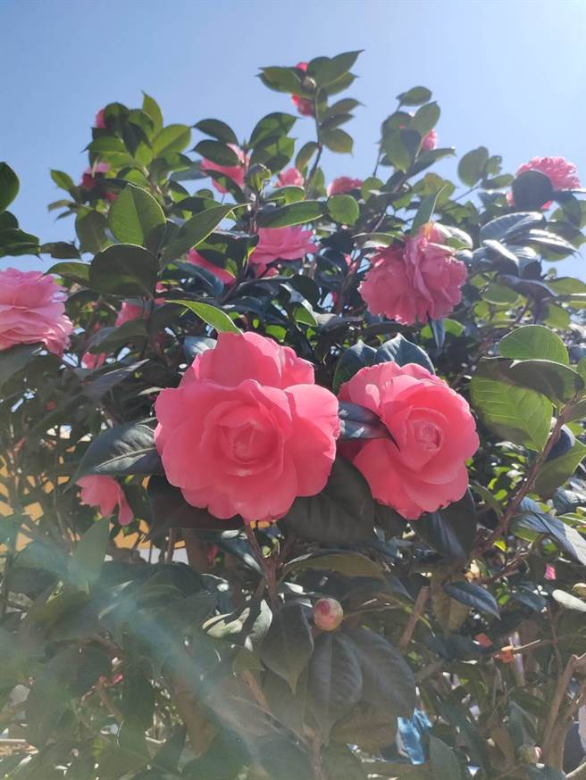 「百年茶花双园展」共展出112种、450盆茶花树，也同步展出7大独具特色的山茶花。（潘虹恩摄）