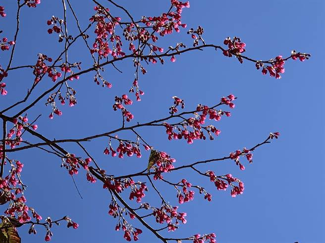 大雪山国家森林游乐区樱花盛开。（东势林管处提供／陈淑娥台中传真）