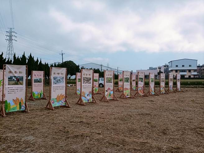 大雅小麦产业文化节将于3月4日登场，今年以「兔跃麦丰•卯起来玩」为主题扩大举办。（陈淑娥摄）