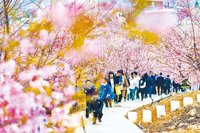 大陸國家衛健委新聞發言人米鋒23日表示，近期各地疫情呈局部零星散發狀態，防控形勢總體向好。圖為遊客19日在浙江省瑞安市遊玩賞花。（新華社）