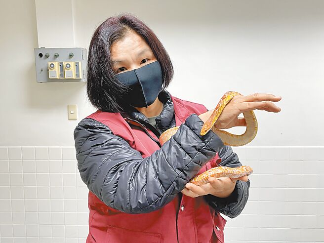 新北市动保员陈美秀有11年动保员经验，靠着长期训练和知识的累积，已捕抓约600只蛇，且从未被咬伤。（蔡雯如摄）