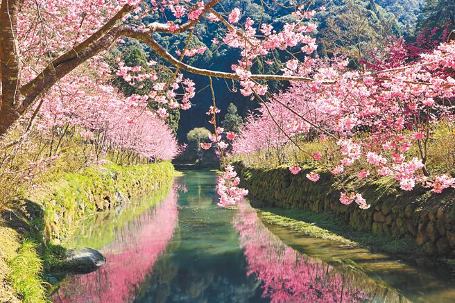 杉林溪櫻花河岸，櫻花在水面相映，仙氣十足。（杉林溪提供／廖志晃南投傳真）