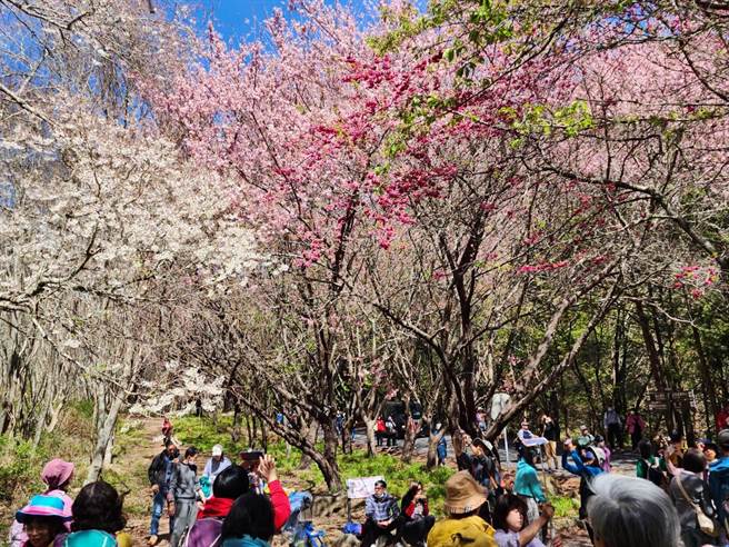 228连假到武陵赏樱，是欣赏三色樱同框的好时机。（武陵农场提供／陈淑娥台中传真）